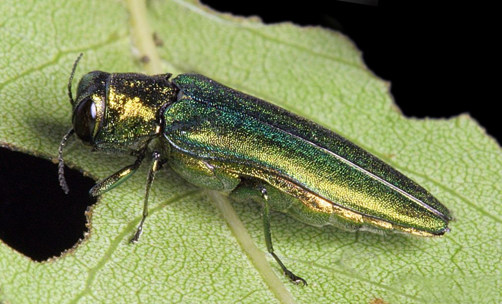 Delson remplacera gratuitement les arbres malades à abattre