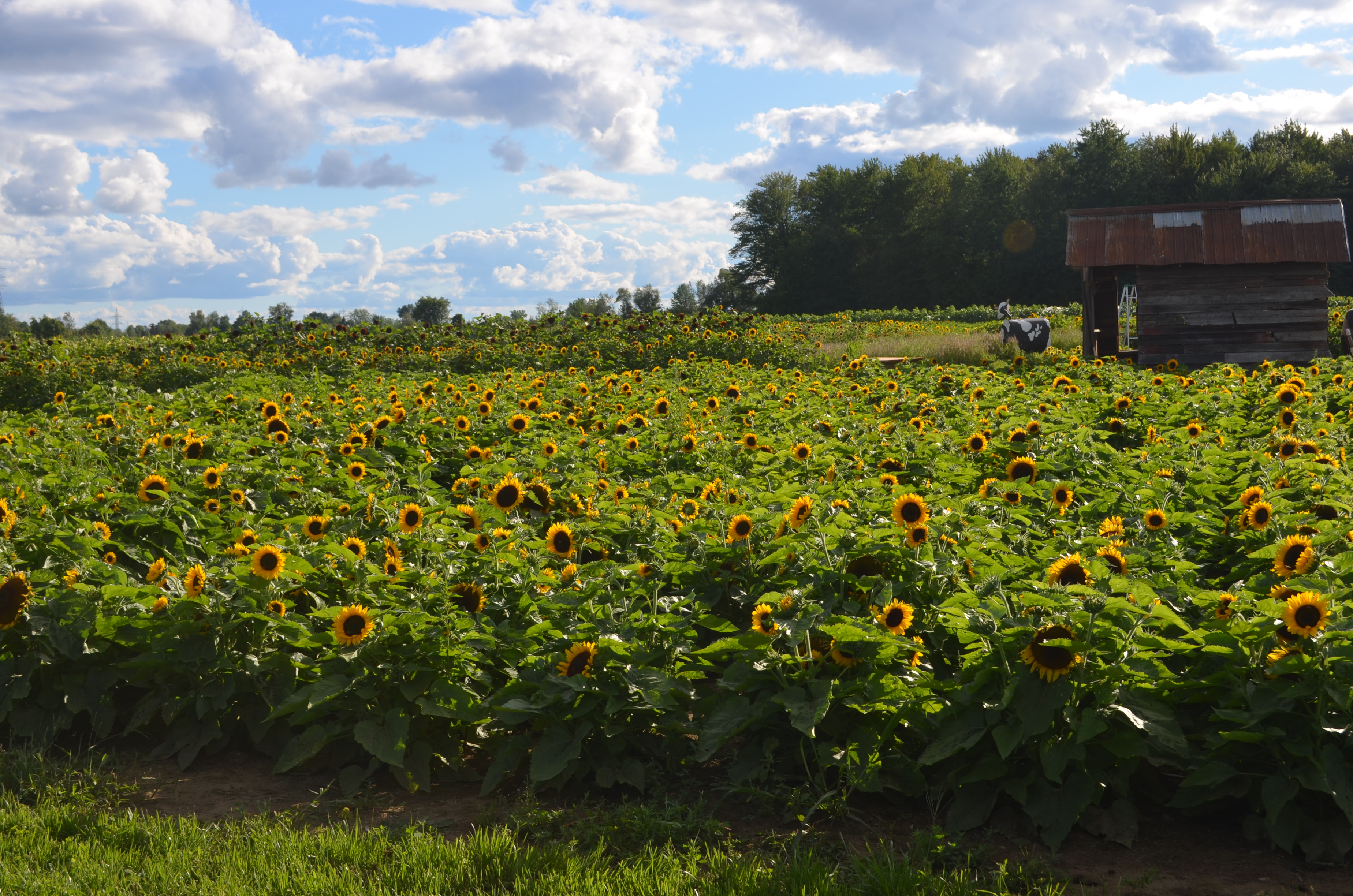 Tournesols et couchers de soleil à profusion