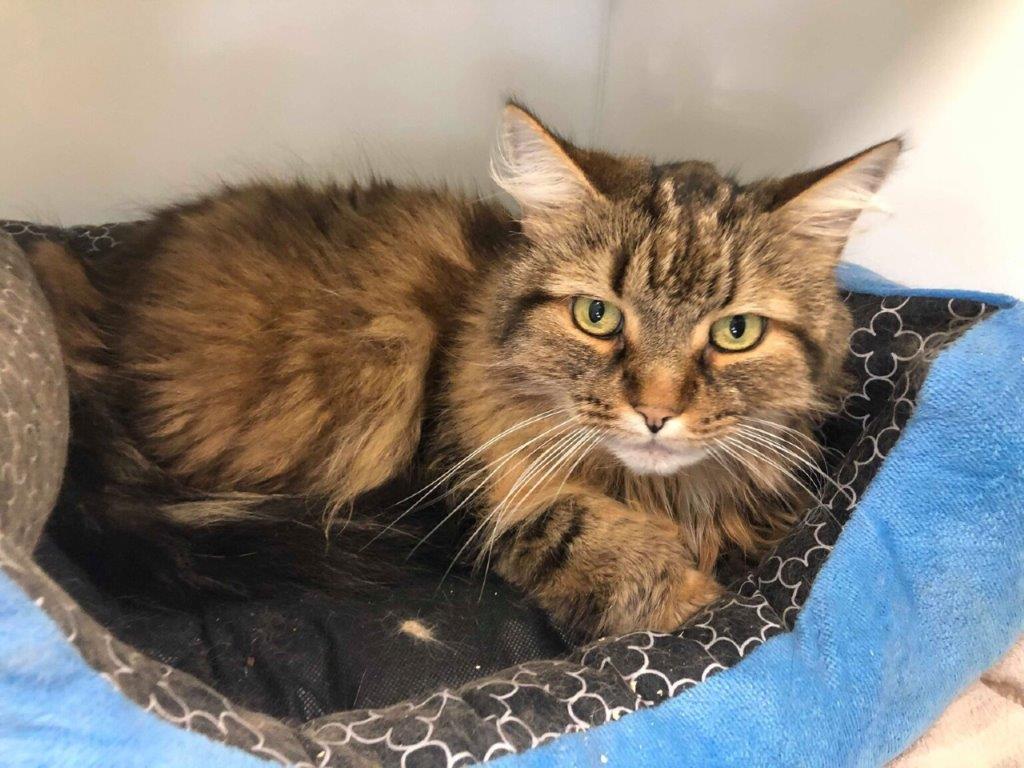 Huggy, l&rsquo;animal de la semaine