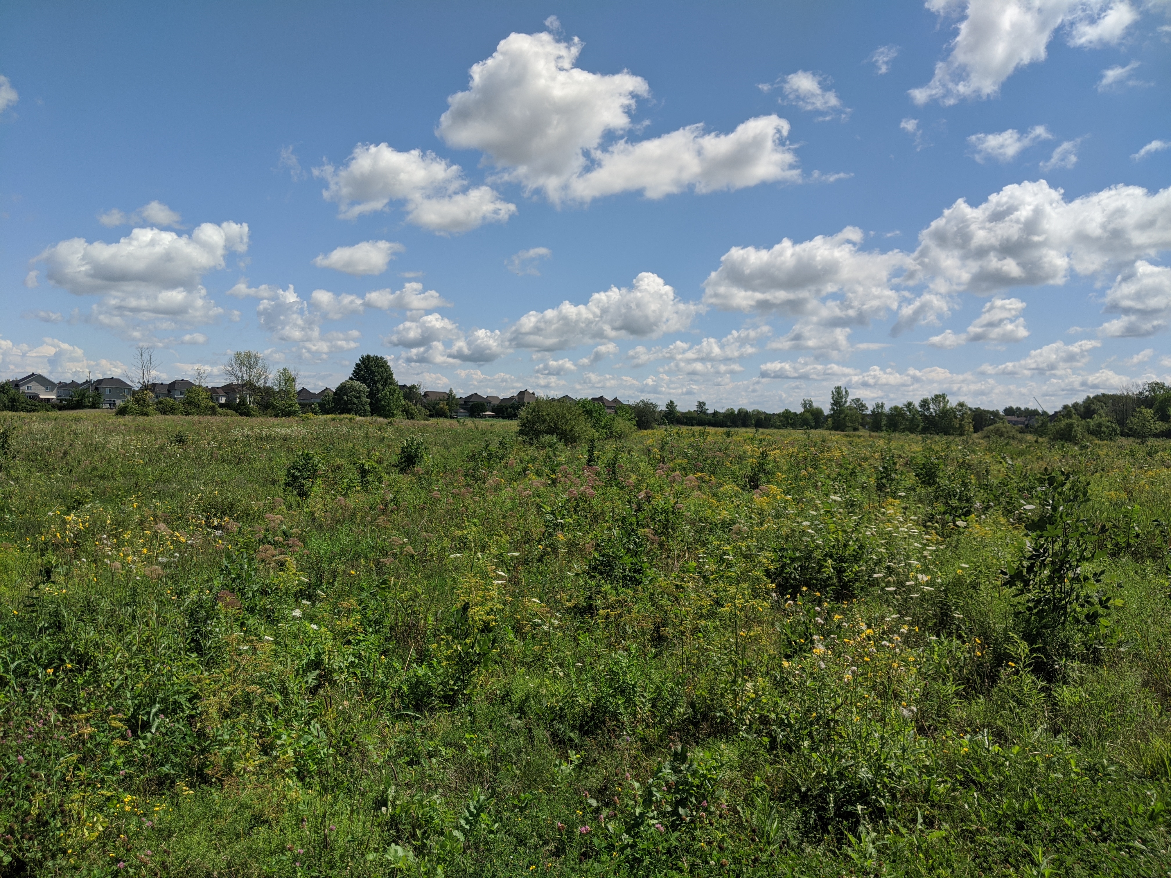 La vigile verte en désaccord avec la construction du complexe de baseball à Saint-Constant