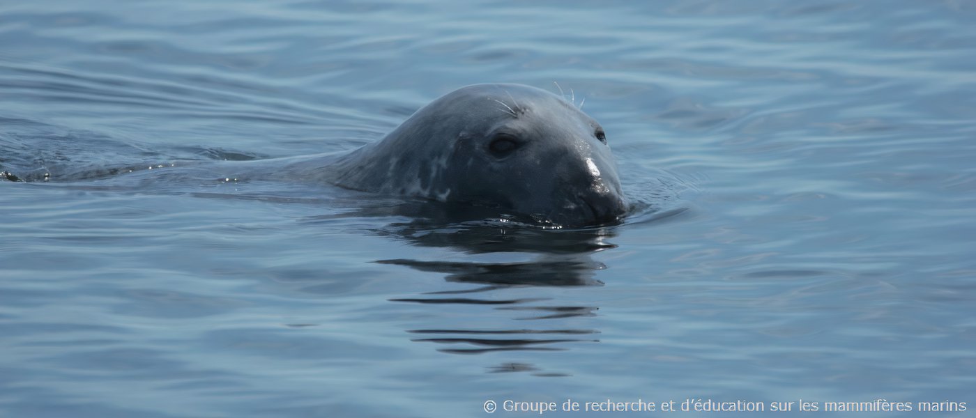 Phoques sur les berges de la Montérégie: prière de ne pas déranger !
