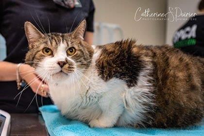 Bébé, la vedette de la semaine