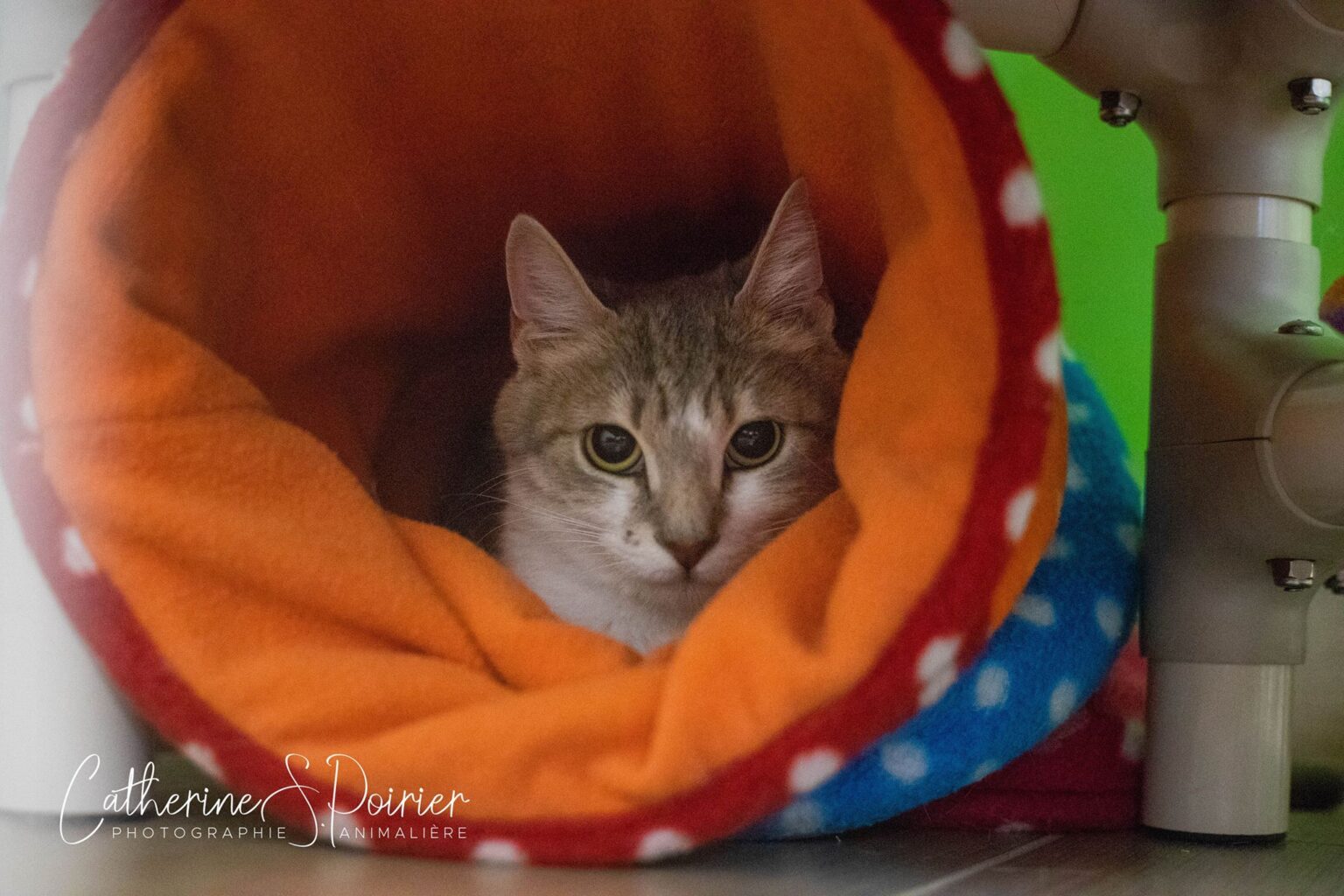 Ruby, la vedette de la semaine