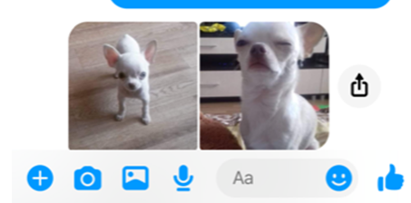 Un chiot « gratuit » qui revient cher