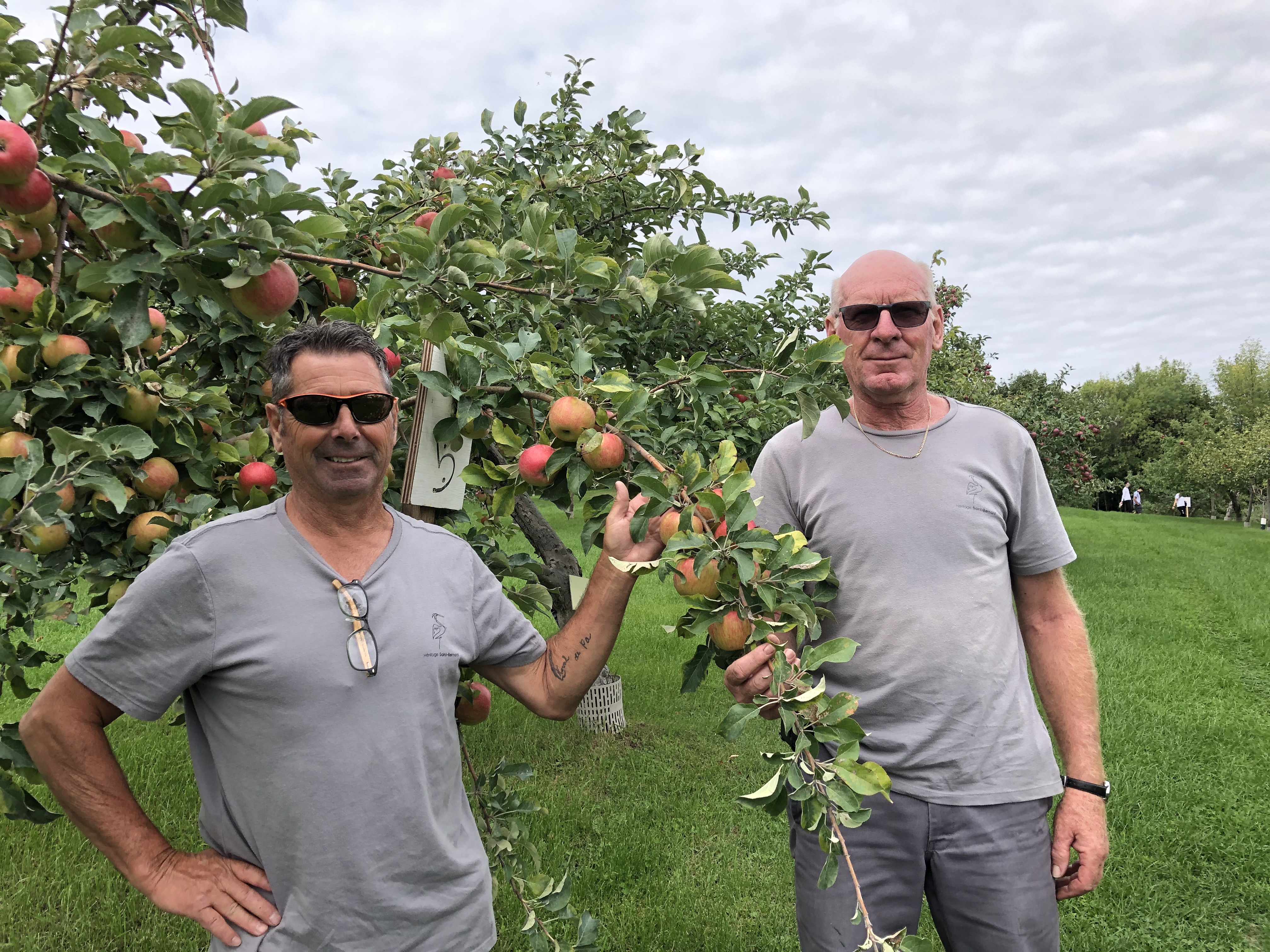 Pommes dans l&rsquo;île Saint-Bernard : les fruits d&rsquo;une guerre biologique