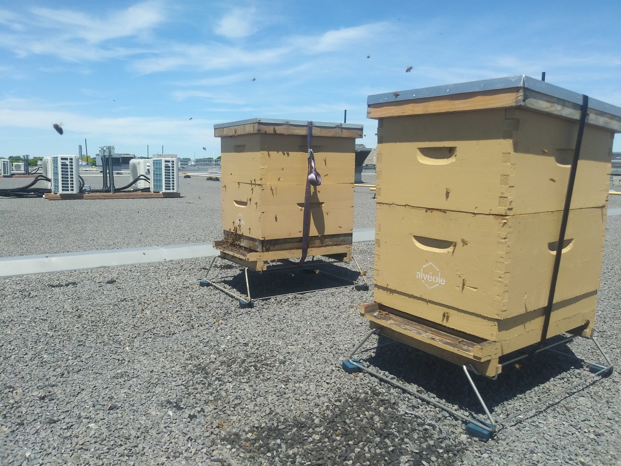 VIDÉOS – Des abeilles productives sur le toit du Collège Charles-Lemoyne