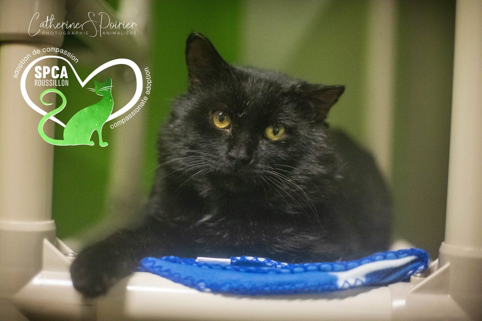 Bouboule, la vedette de la semaine