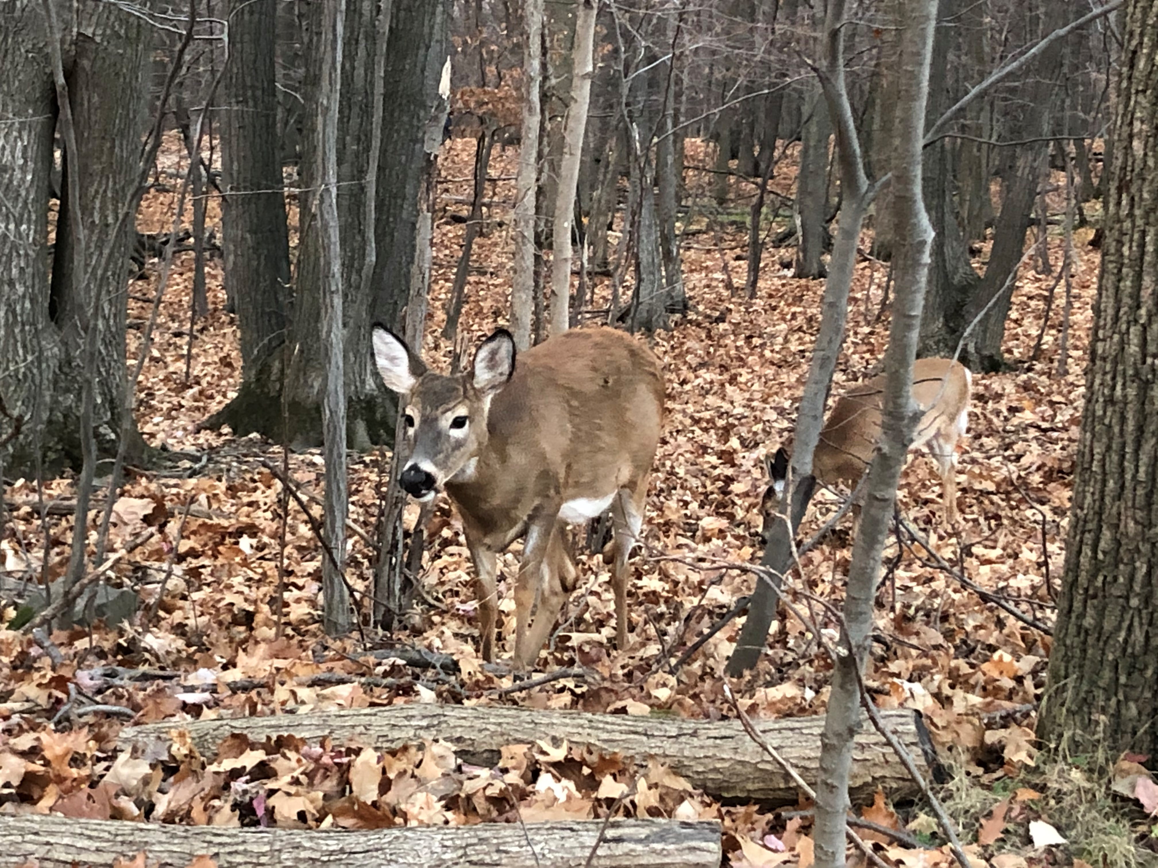 Les chevreuils gambadent toujours au parc Michel-Chartrand à Longueuil