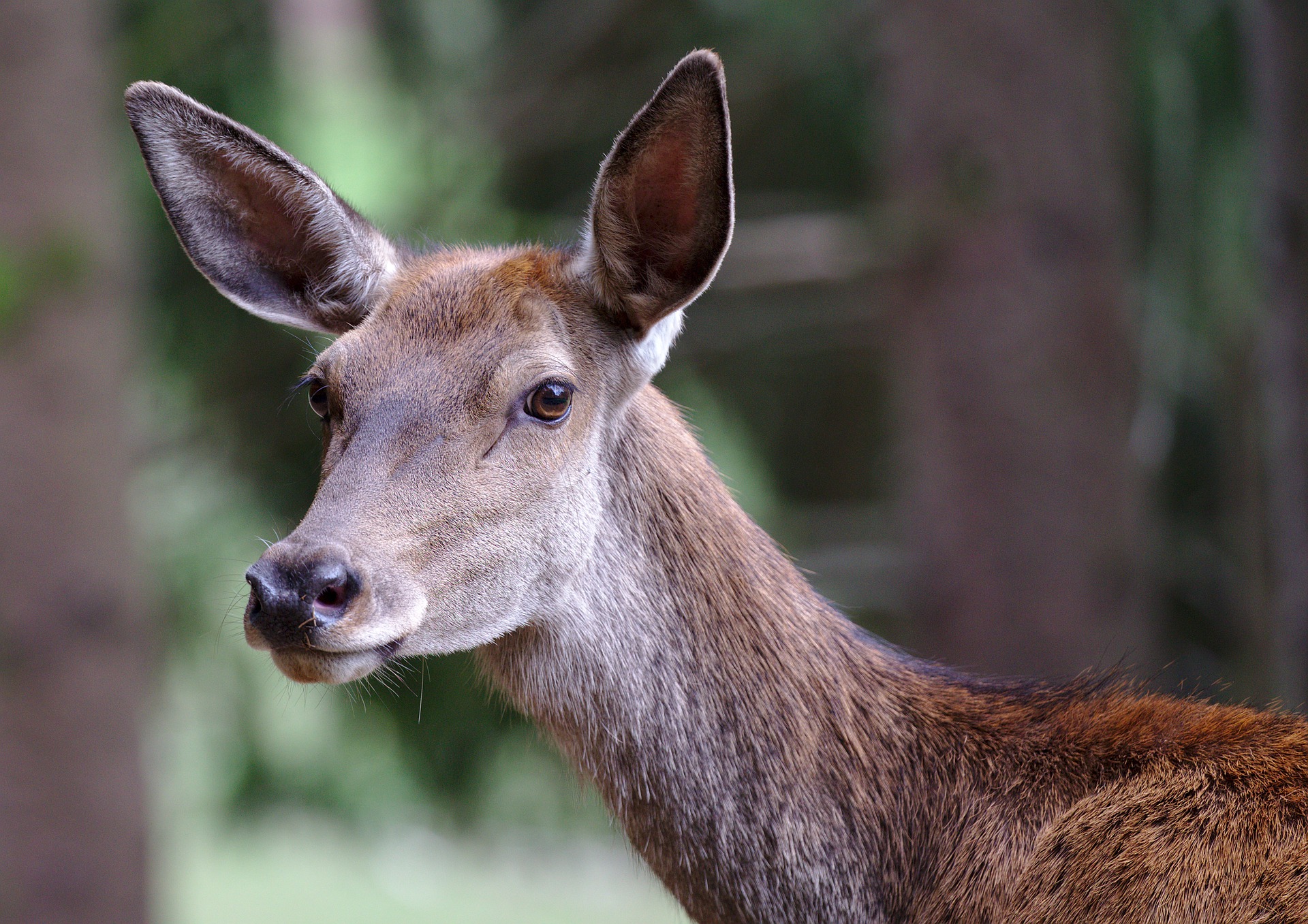 Un quatrième chevreuil happé en deux semaines dans le Roussillon