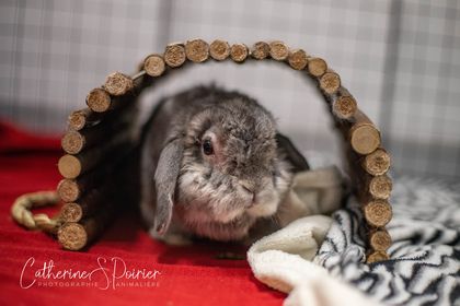 Walter, la vedette de la semaine