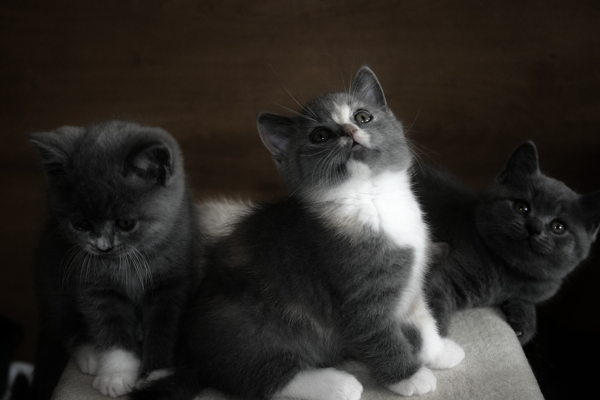 La SPCA Roussillon suspend les demandes d’adoption trop nombreuses