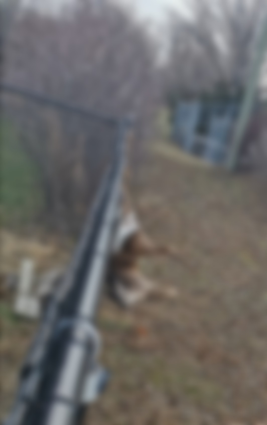 La carcasse d’un chevreuil se retrouve dans une cour à Candiac