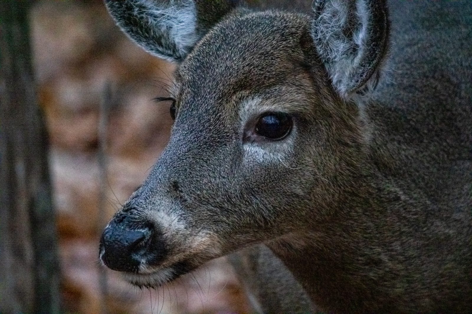 Cerfs : le rapport d’expert fait état de lacunes majeures dans le protocole de Sauvetage animal