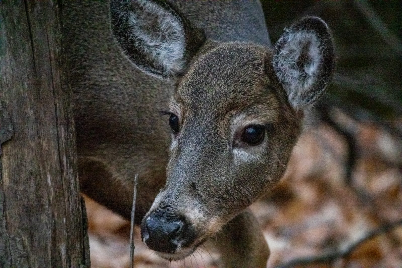 Quatre-vingt-dix collisions avec des cerfs dans la région en cinq ans