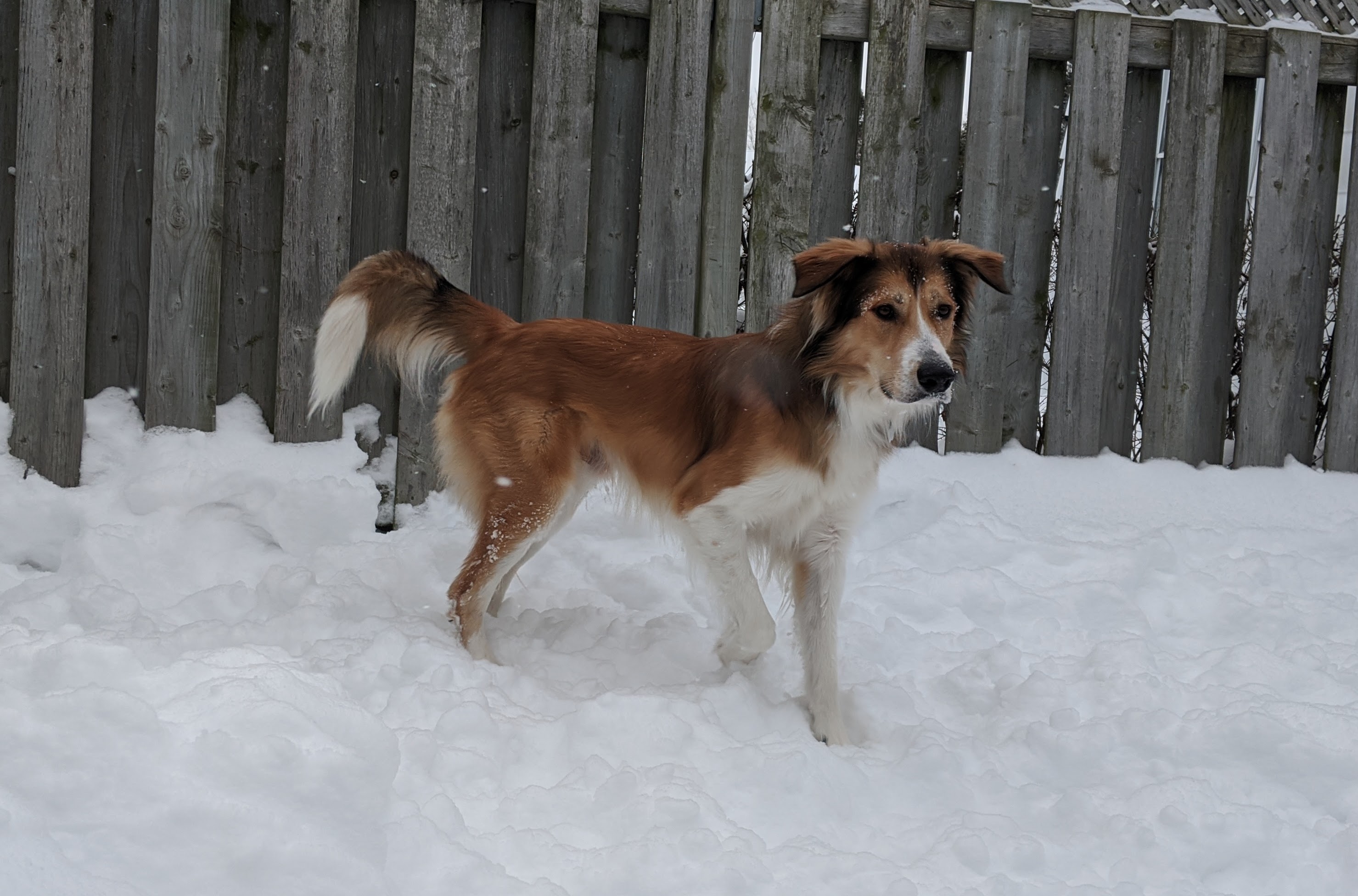 Sept conseils contre les vols de chiens