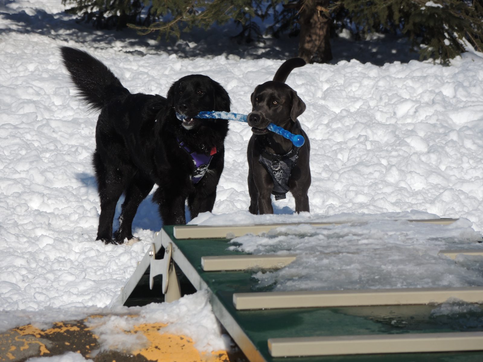 Plus de cas de toux de chenil qu’à l’habitude dans la région