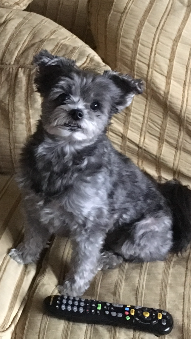 Leur Zoé tué par un autre chien