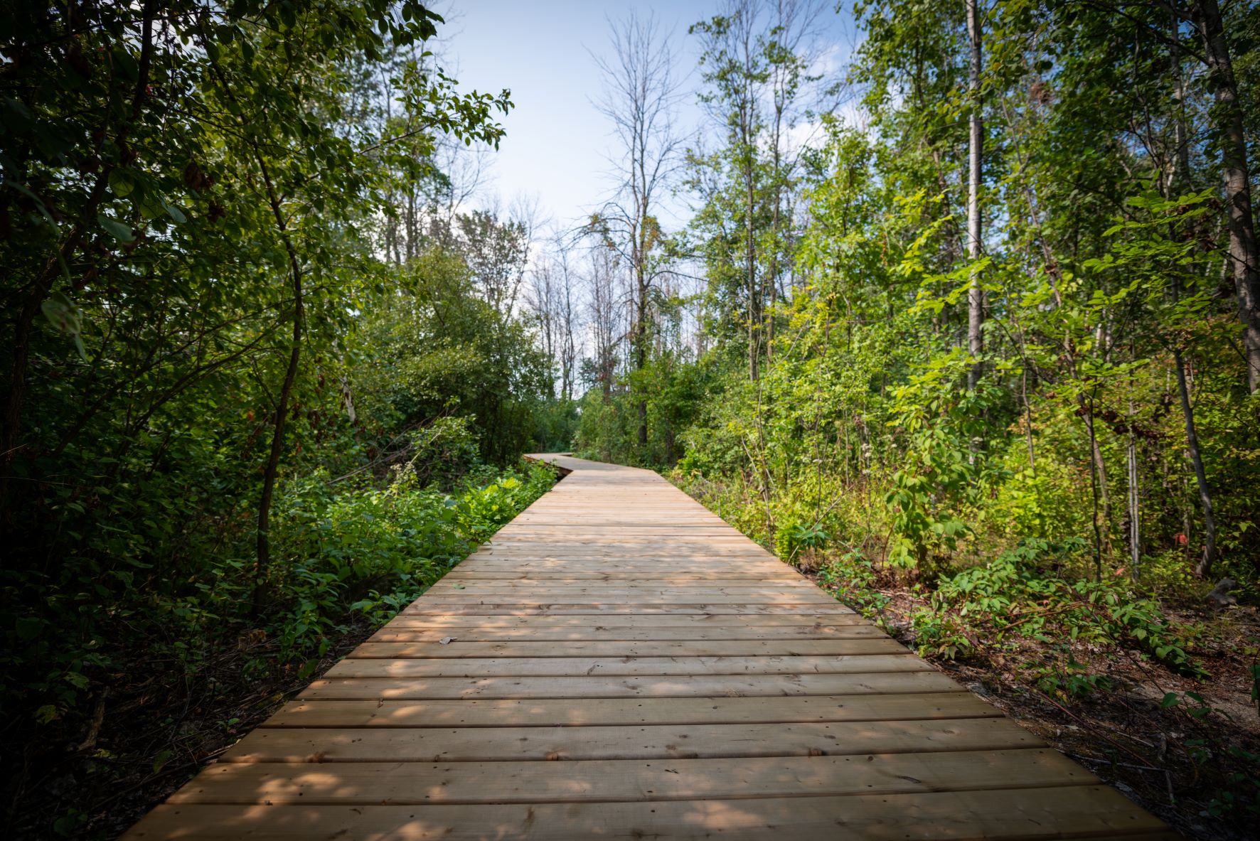 Des dizaines de milliers de plantes mises en terre à Saint-Constant