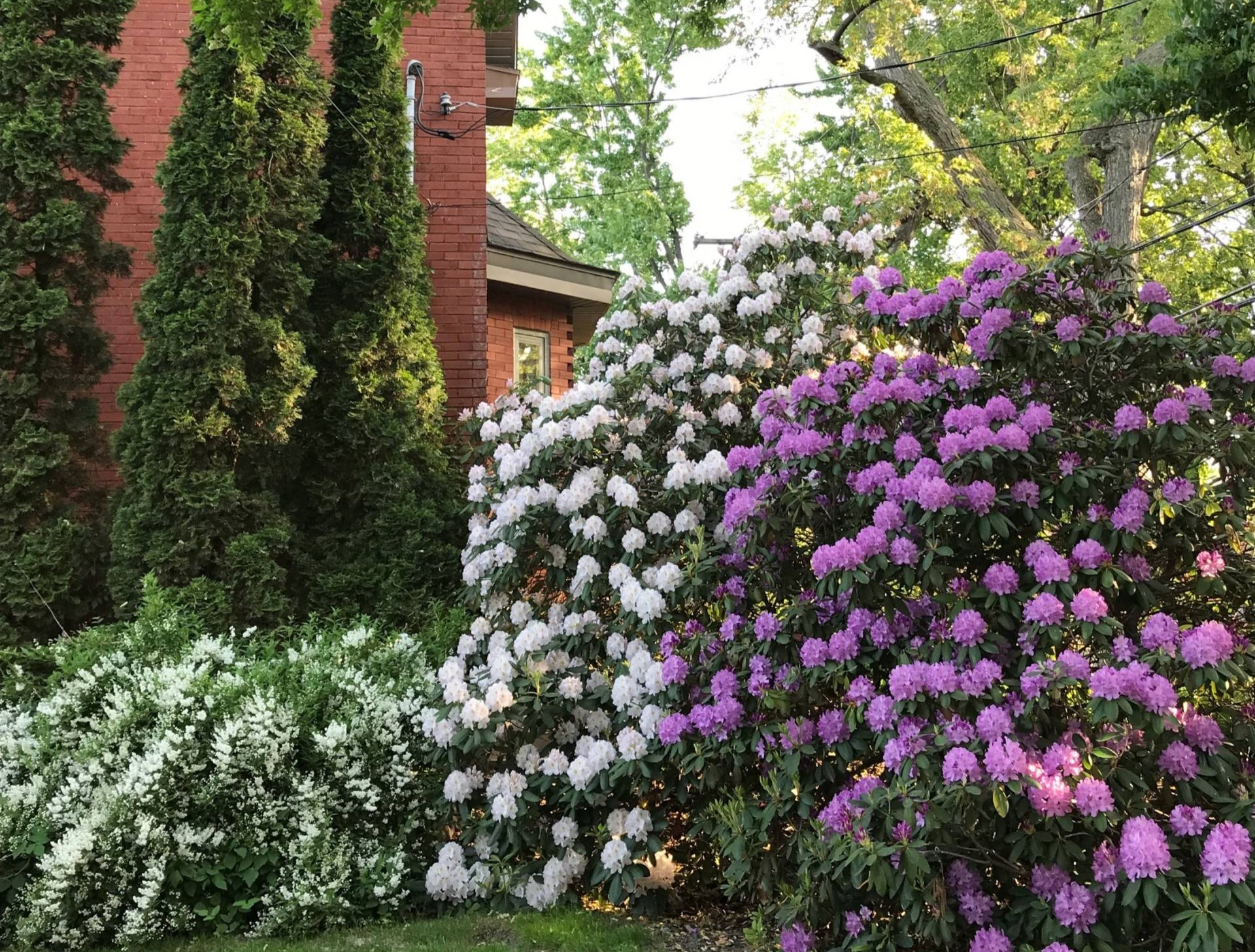 Nouvelle pousse du Concours horticole de Saint-Lambert