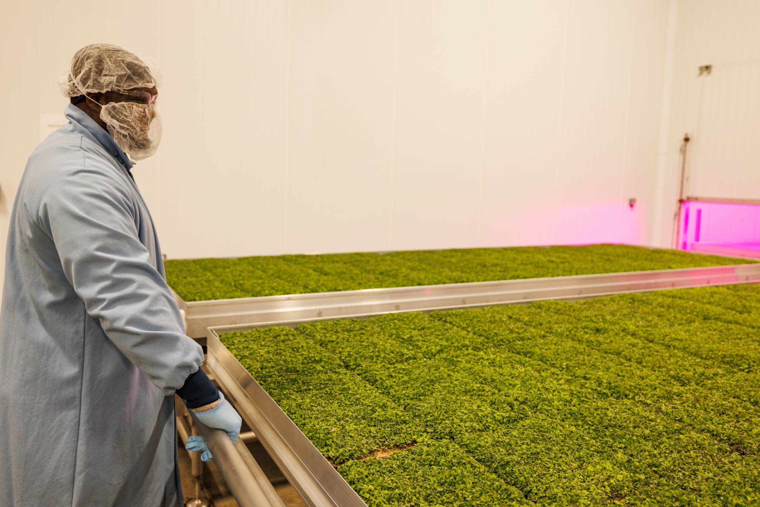 Dans le ventre de la ferme verticale Goodleaf