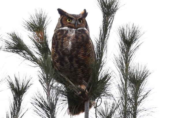 De plus en plus d’oiseaux dans le ciel de la région