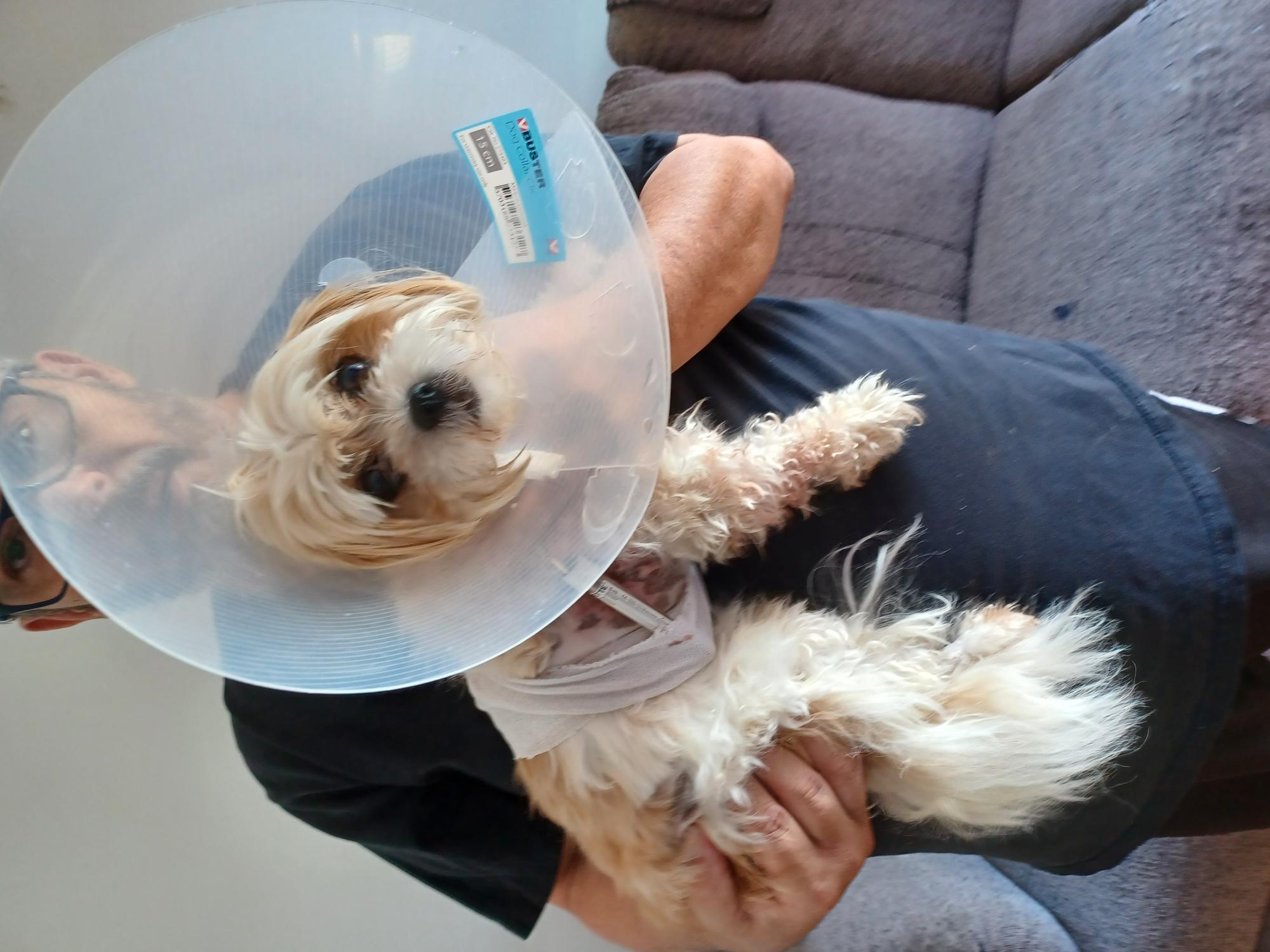Un chien attaqué par un autre à La Prairie se remet de ses blessures