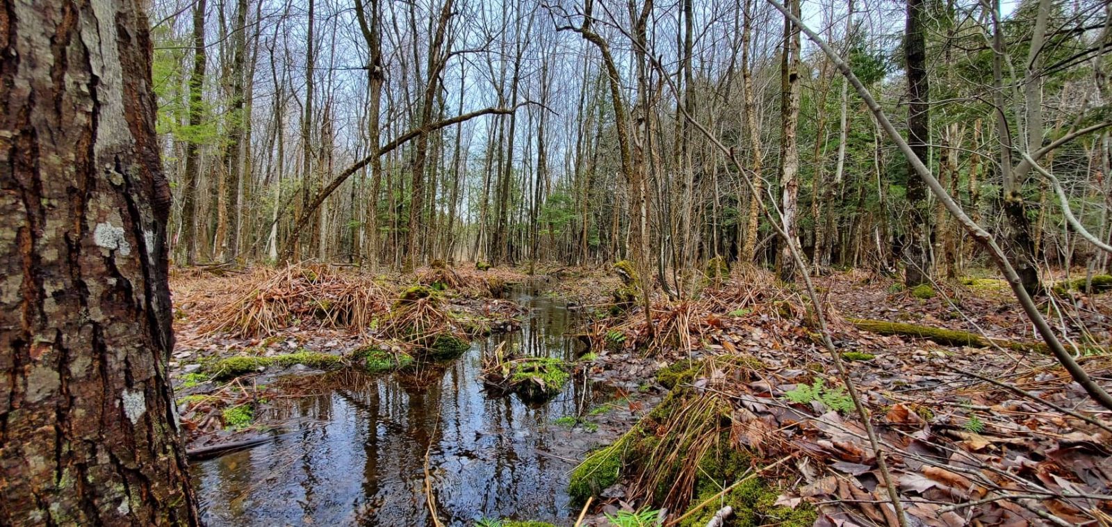 De nouveaux espaces de 46 hectares prot&eacute;g&eacute;s sur le mont Rigaud