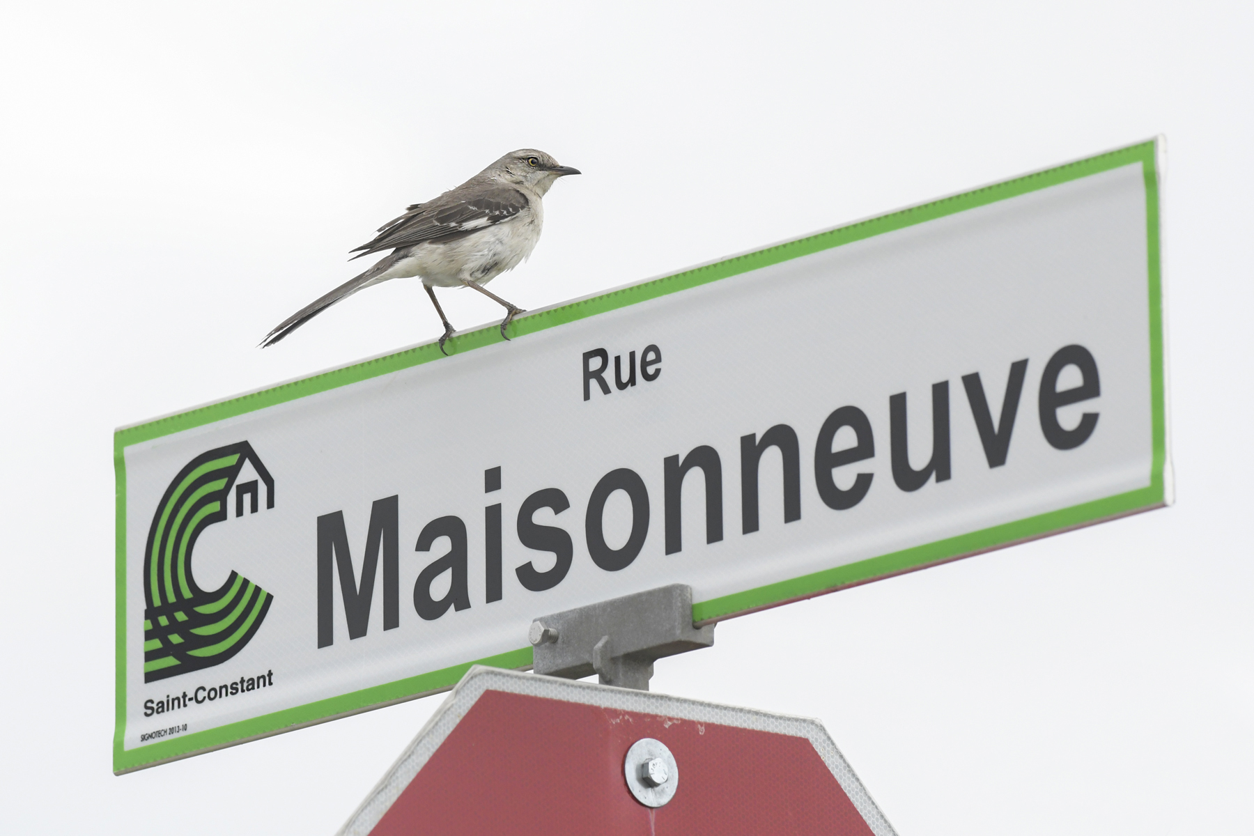 Des visiteurs rares à Saint-Constant