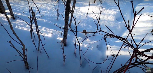 Des pièges installés dans un boisé attirent l&rsquo;attention