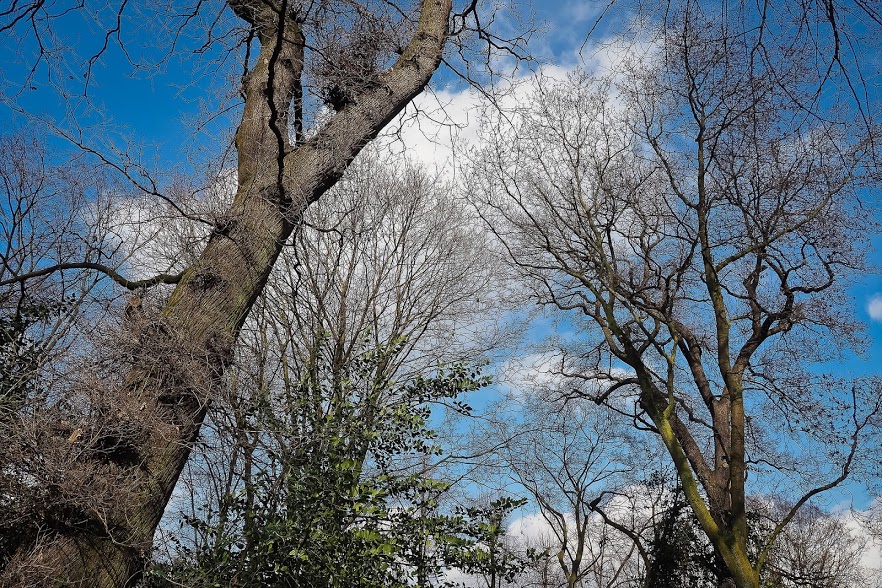 Saint-Constant: plus de 95 000 $ en contrats pour abattre d’urgence des frênes