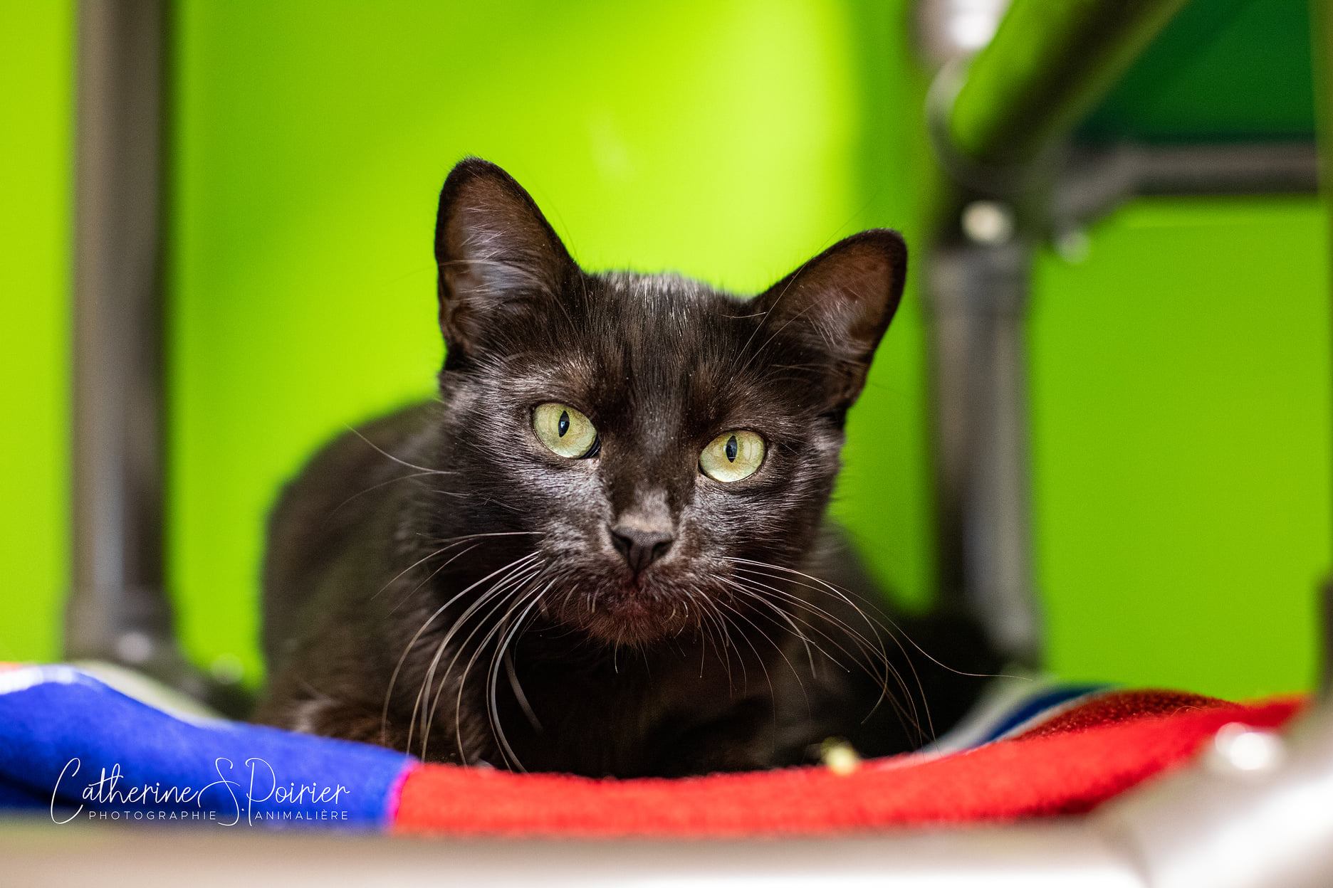 Samele, la vedette de la semaine