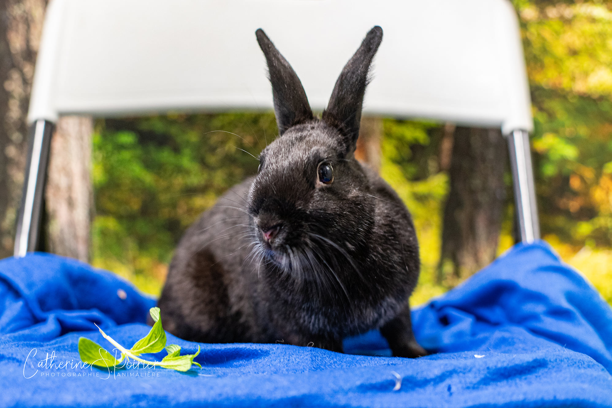 Molly, la vedette de la semaine