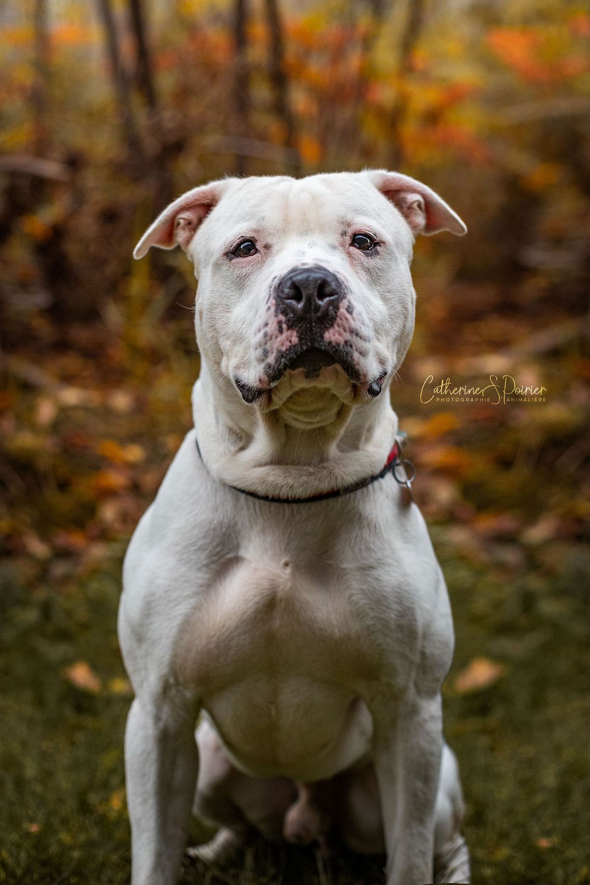 Rocky, la vedette de la semaine