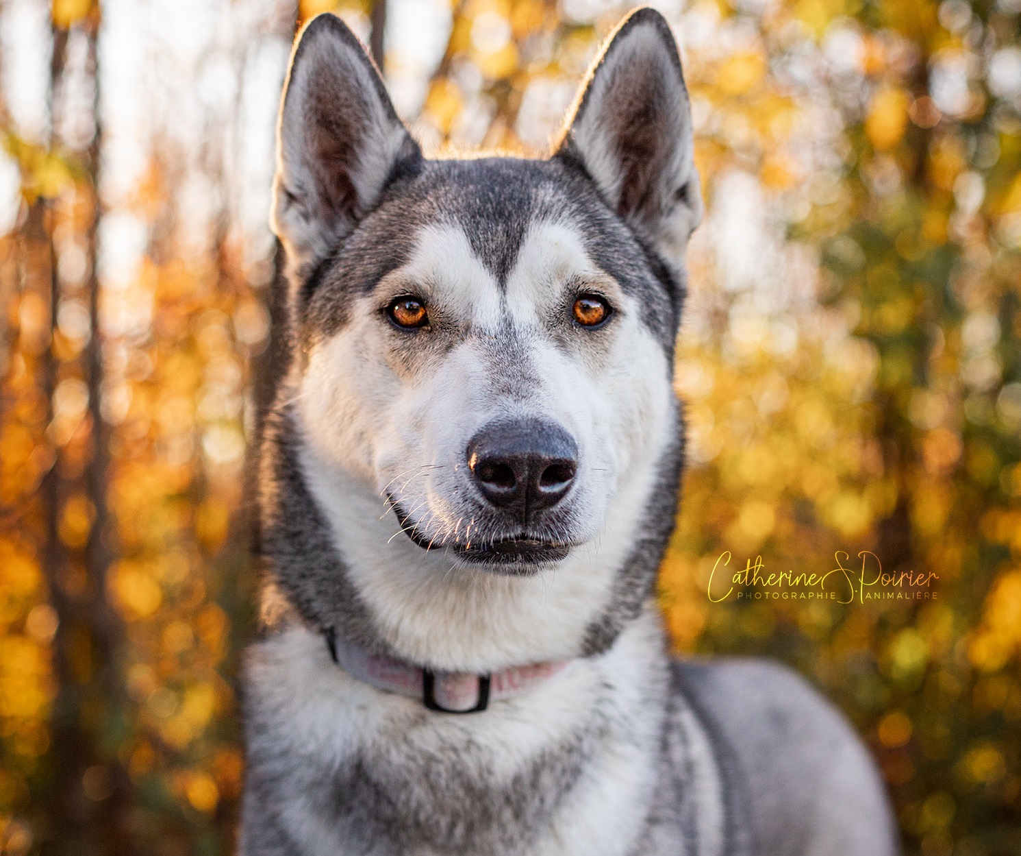 Bailey, la vedette de la semaine