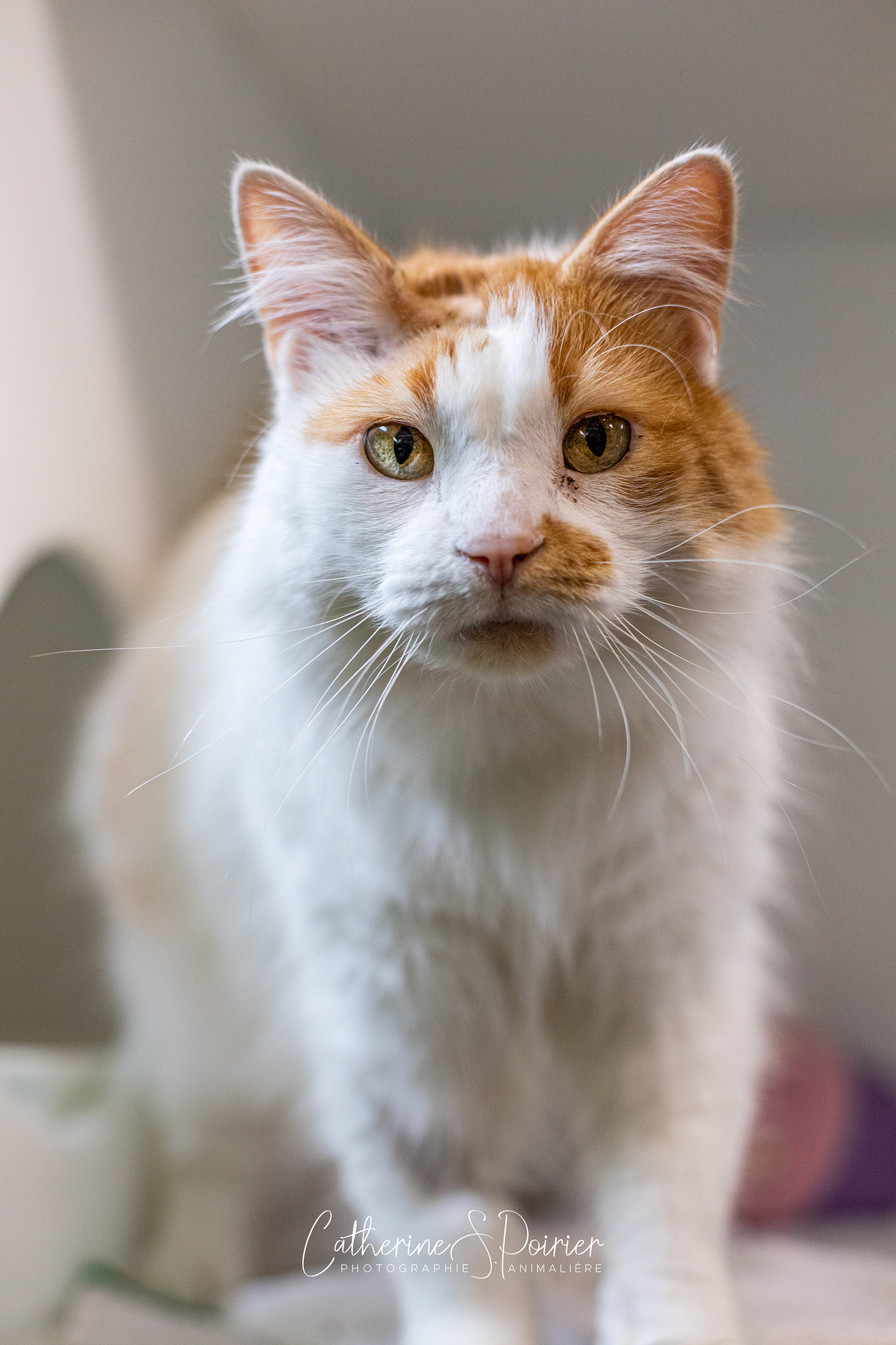 Hani, la vedette de la semaine