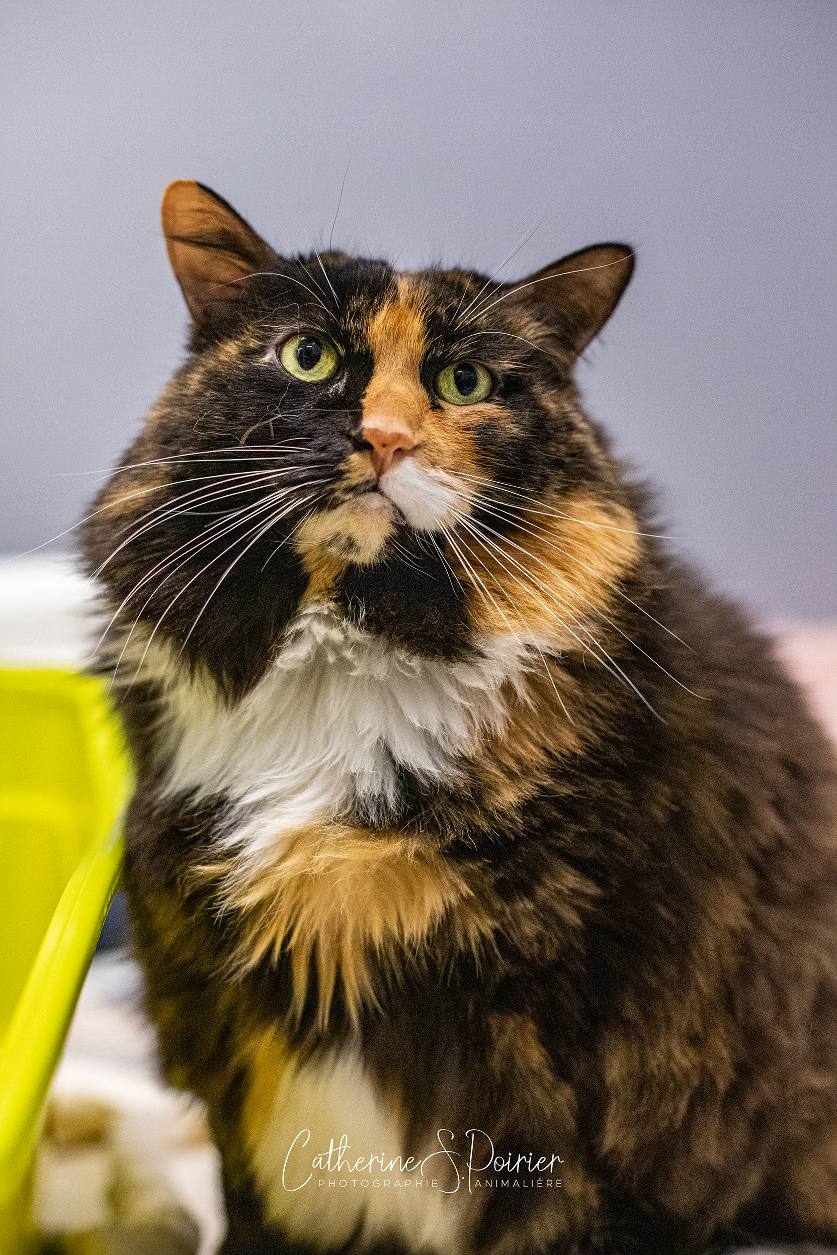 Bella, la vedette de la semaine