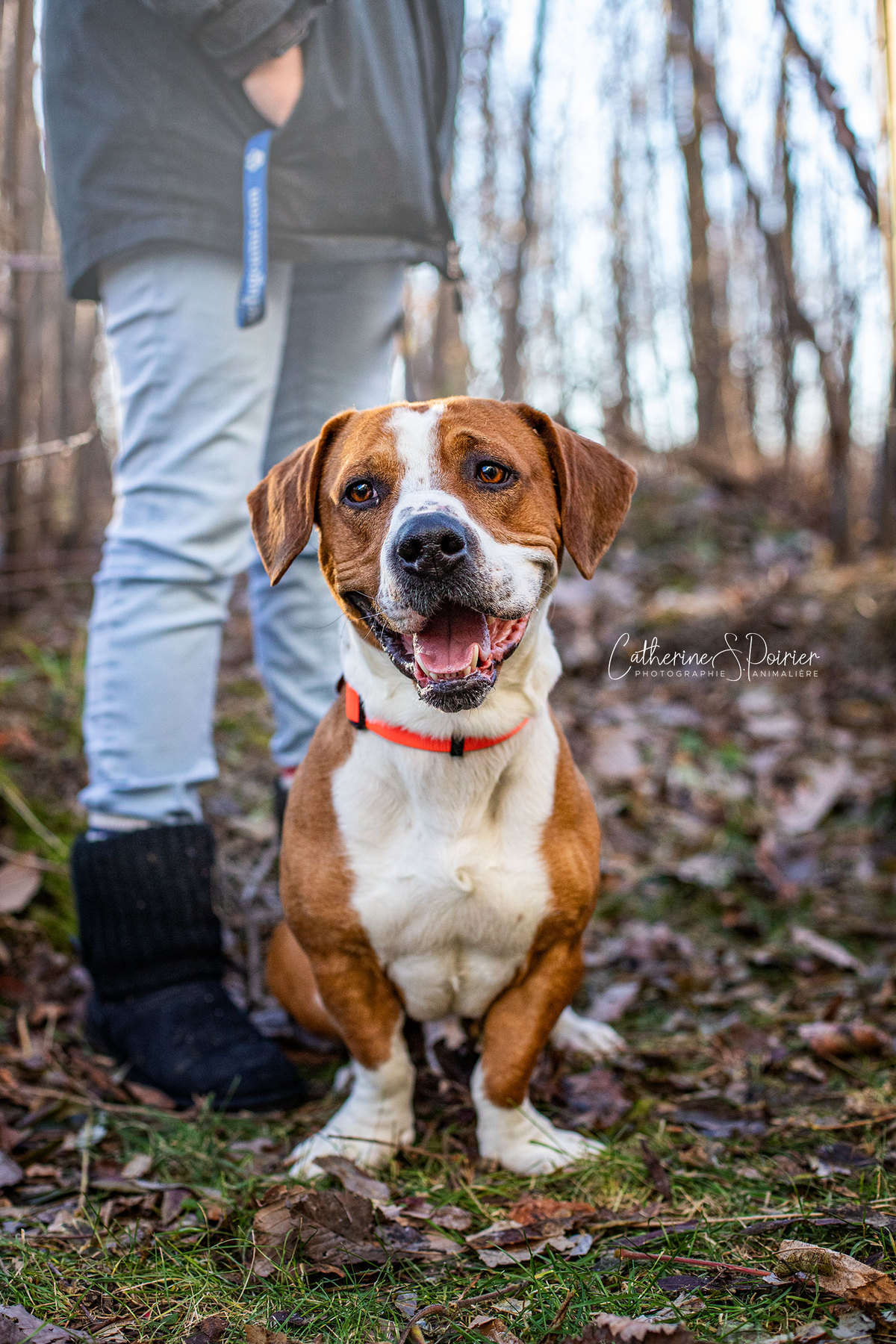 Ollie, la vedette de la semaine