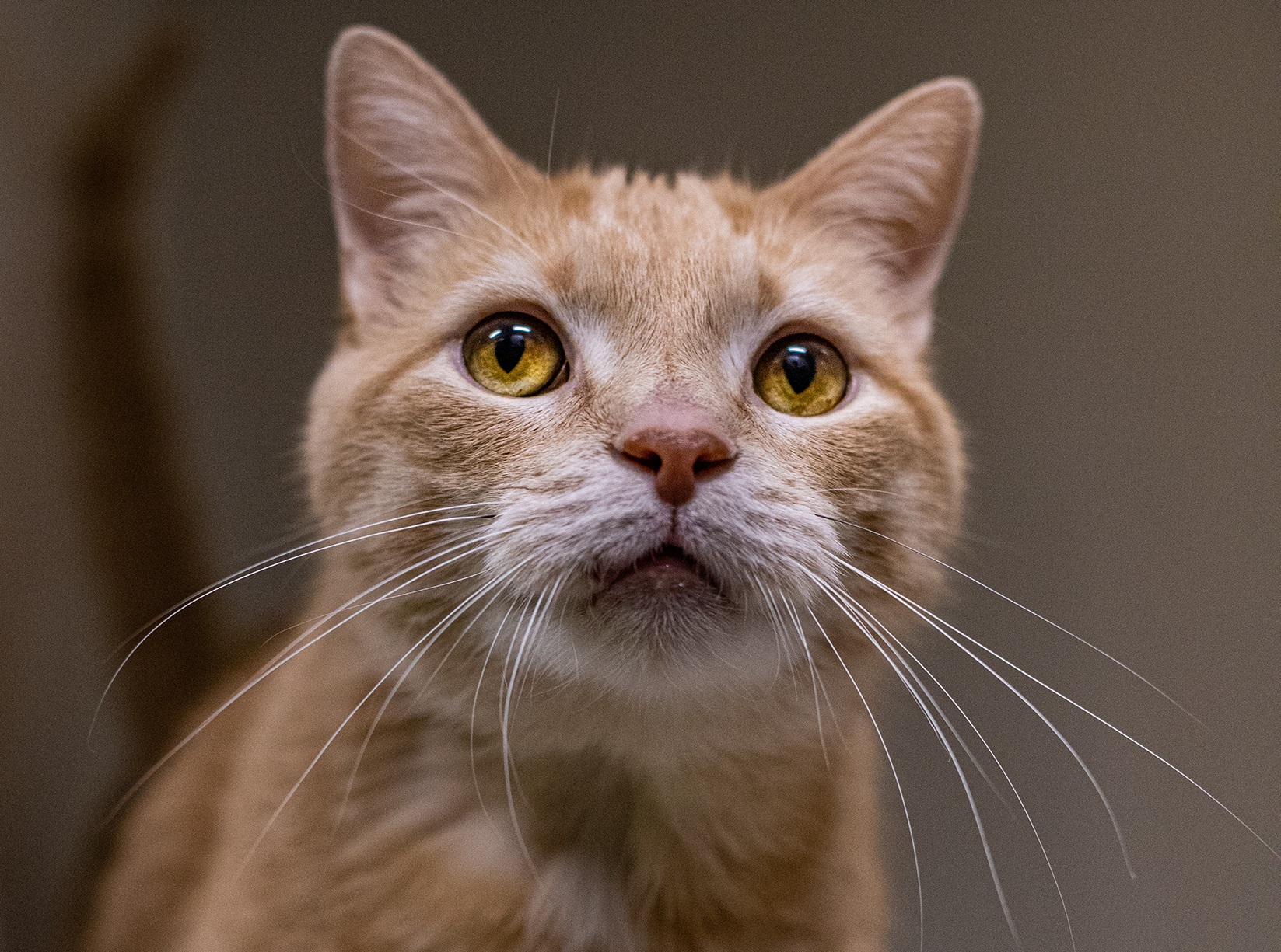 Charly, la vedette de la semaine