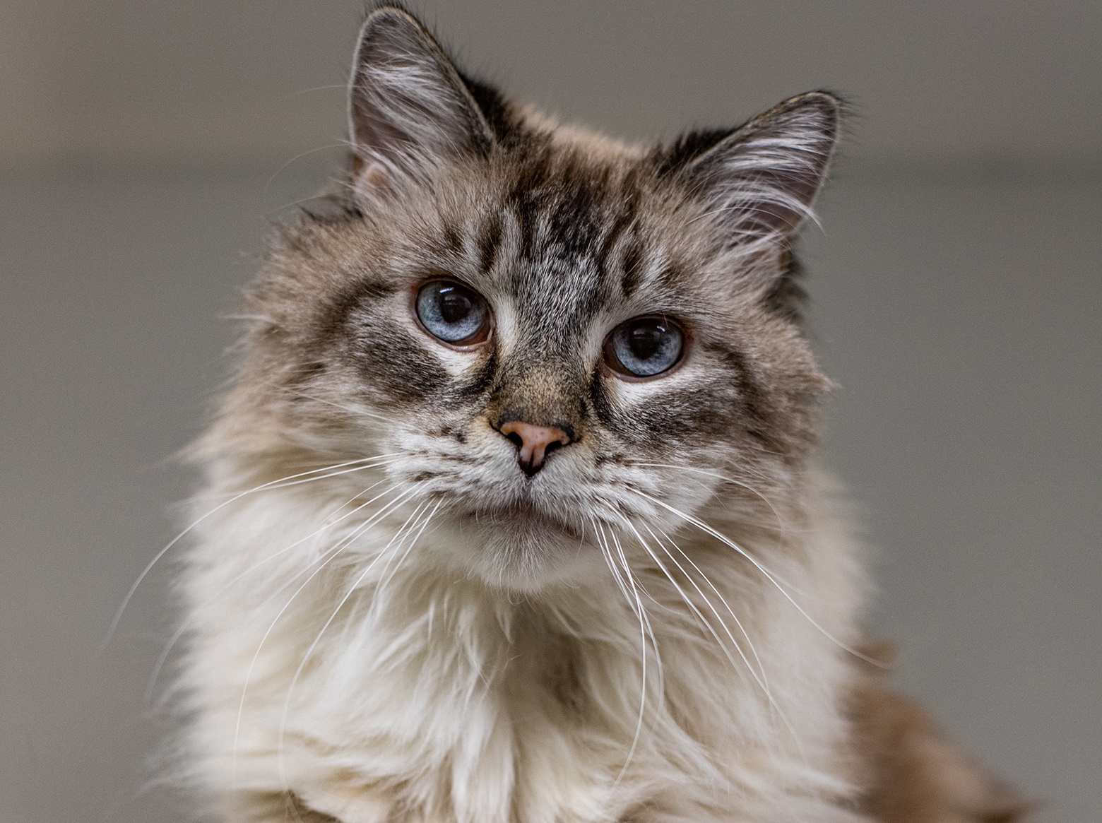 Calvin, la vedette de la semaine