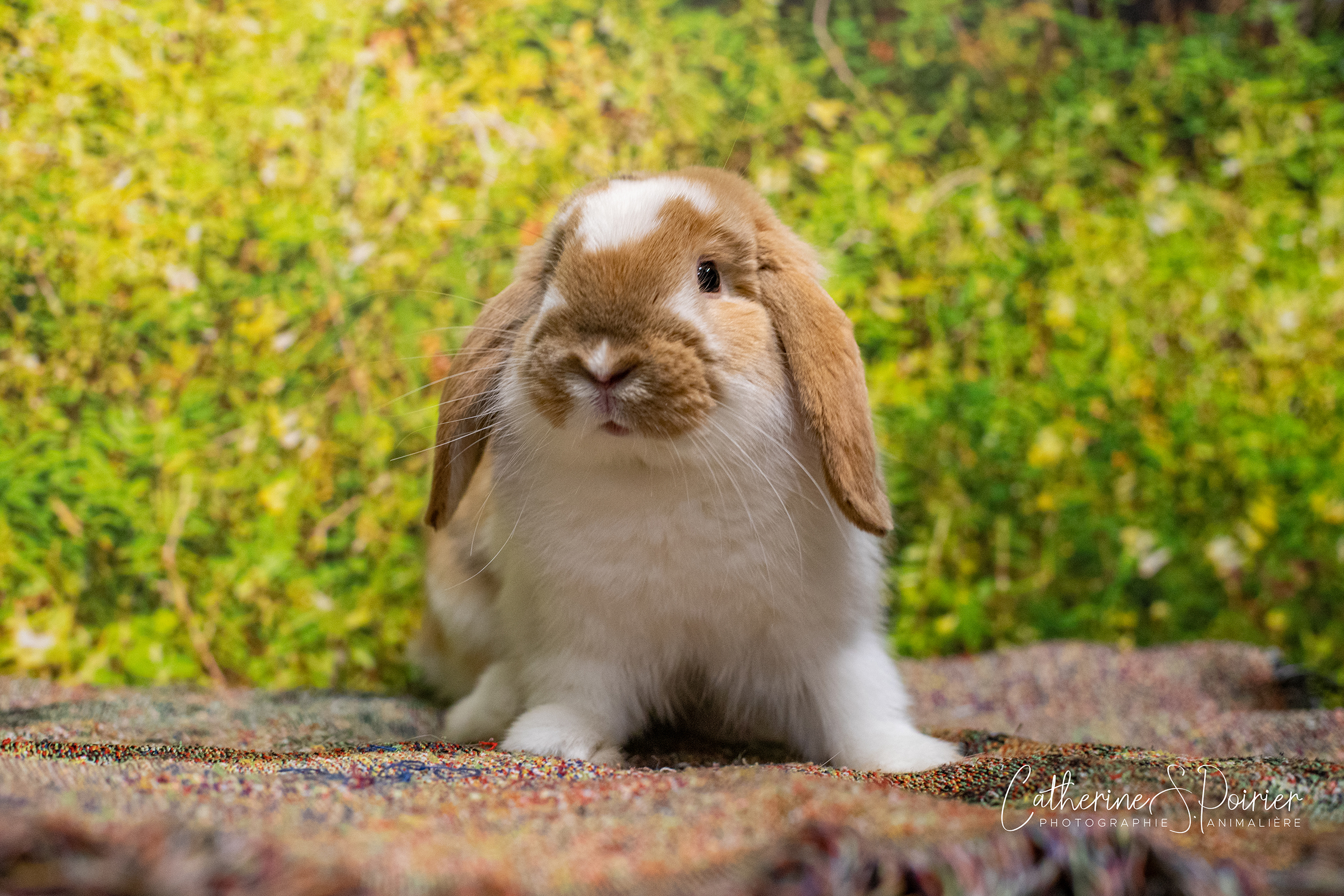 Eddy, la vedette de la semaine