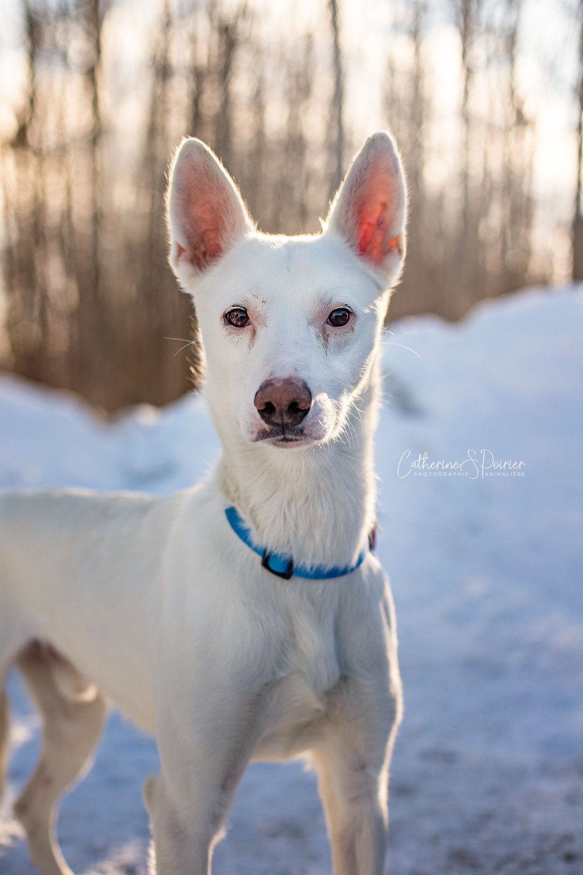 Spike, la vedette de la semaine