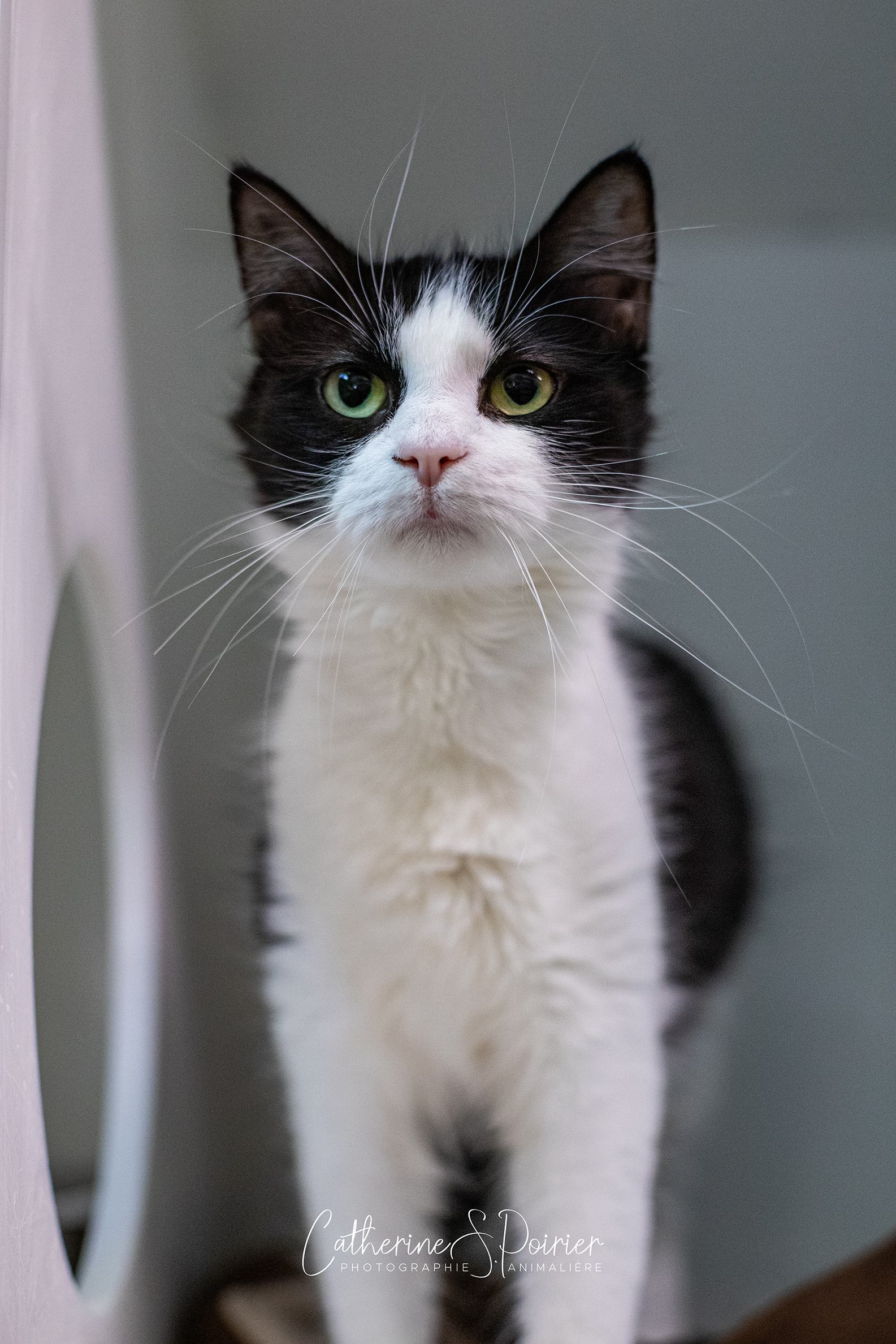 Masha, la vedette de la semaine