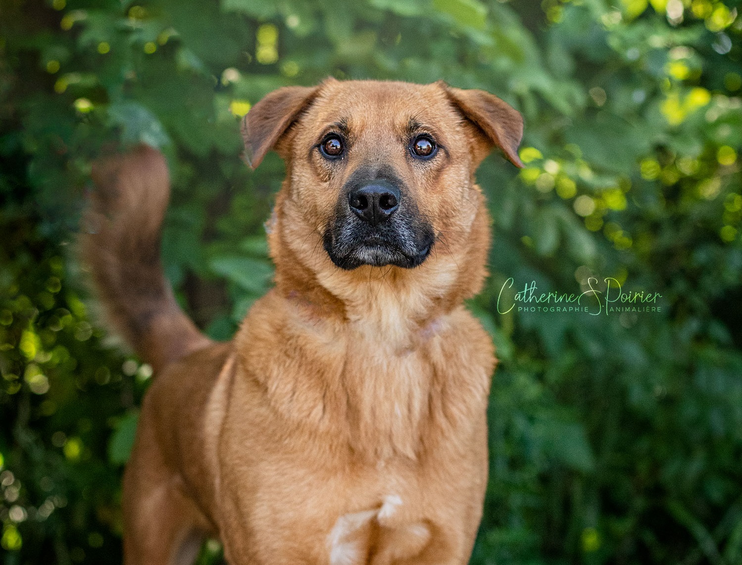 Rusty, la vedette de la semaine