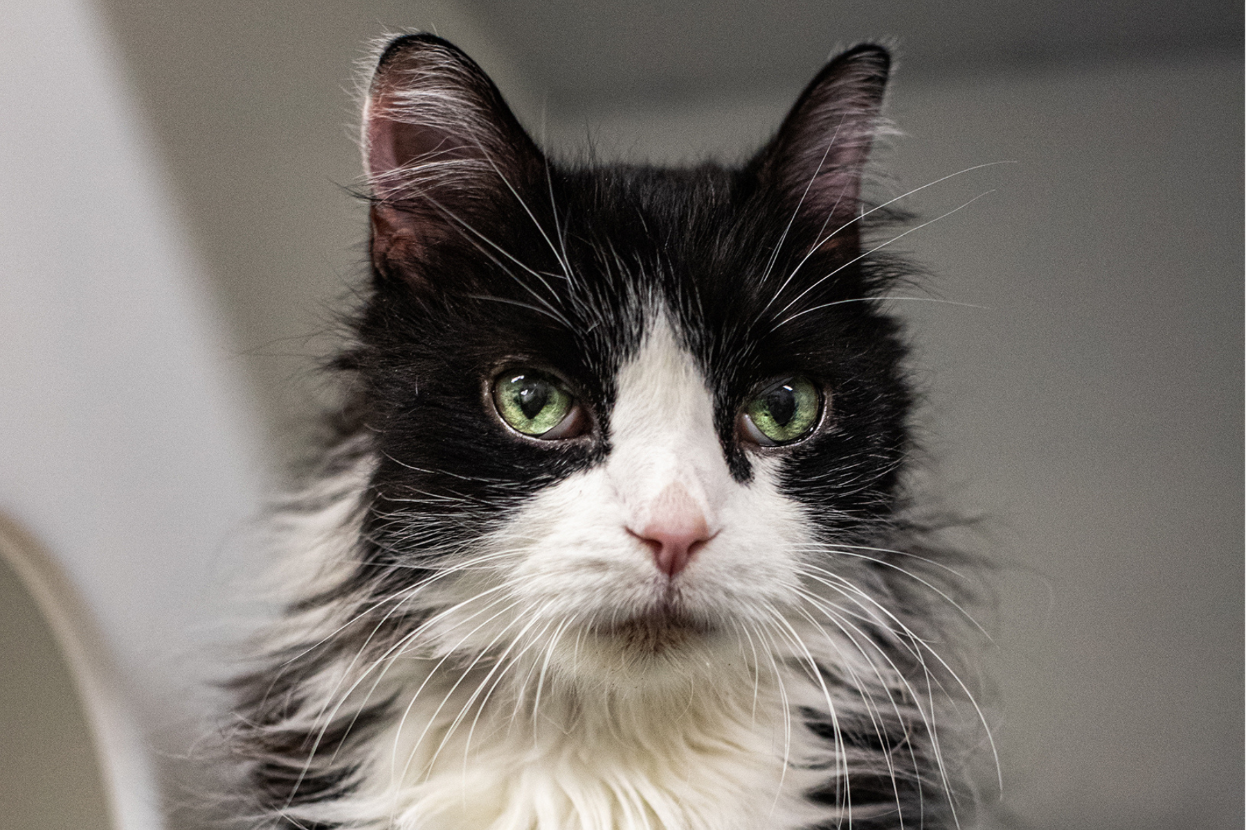 Hugo, la vedette de la semaine