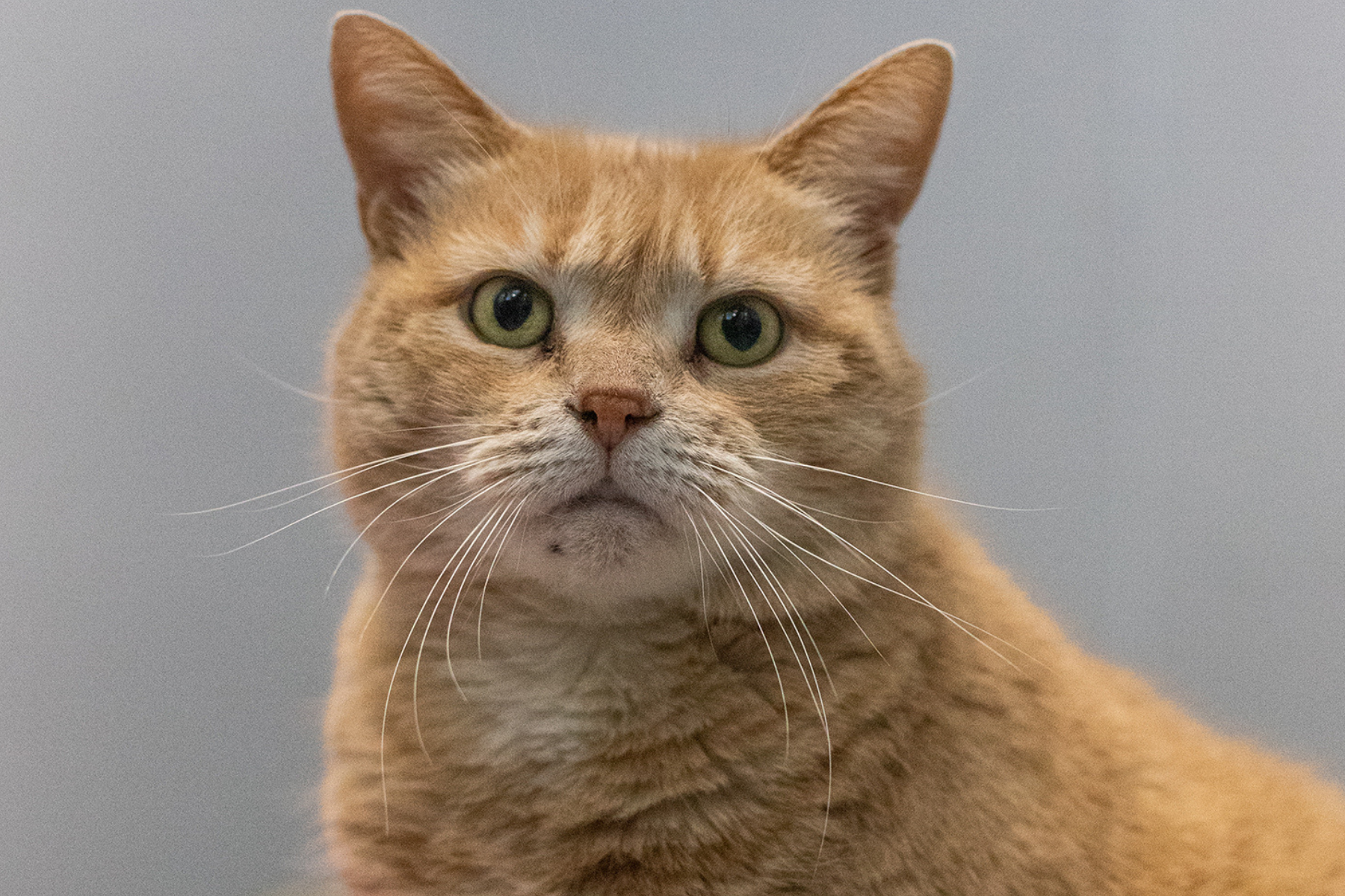 Mirri, la vedette de la semaine