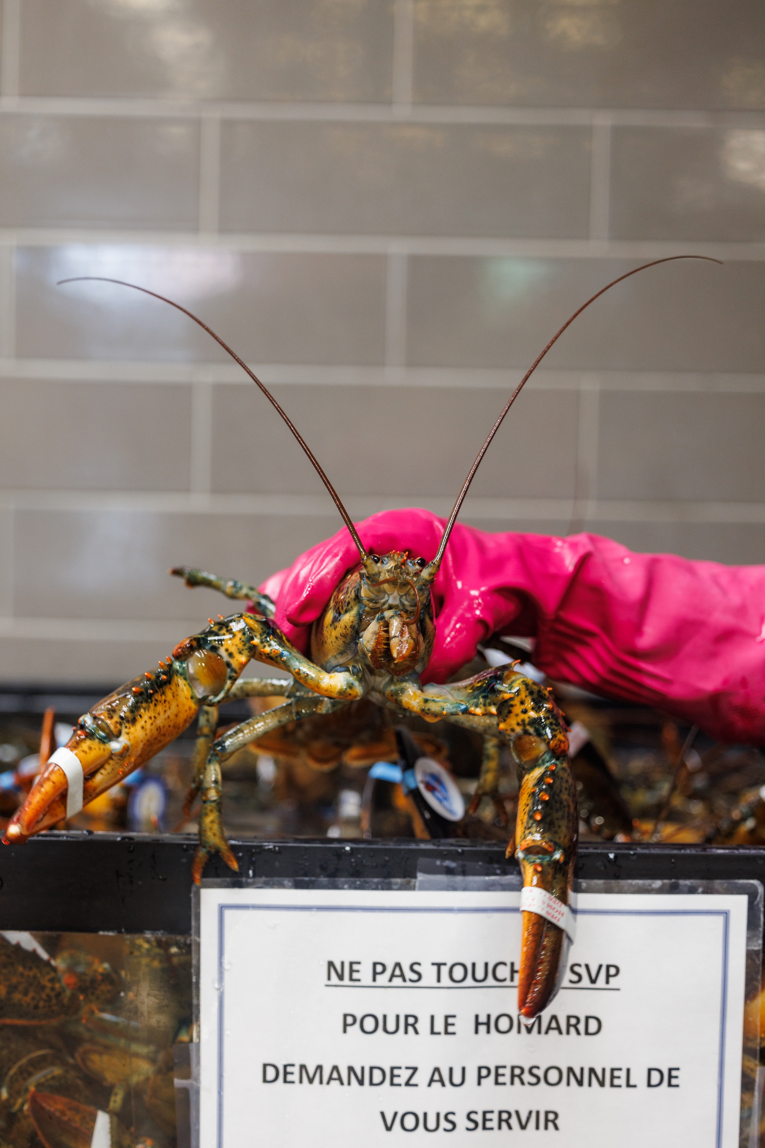Moins de gens en pincent pour le homard