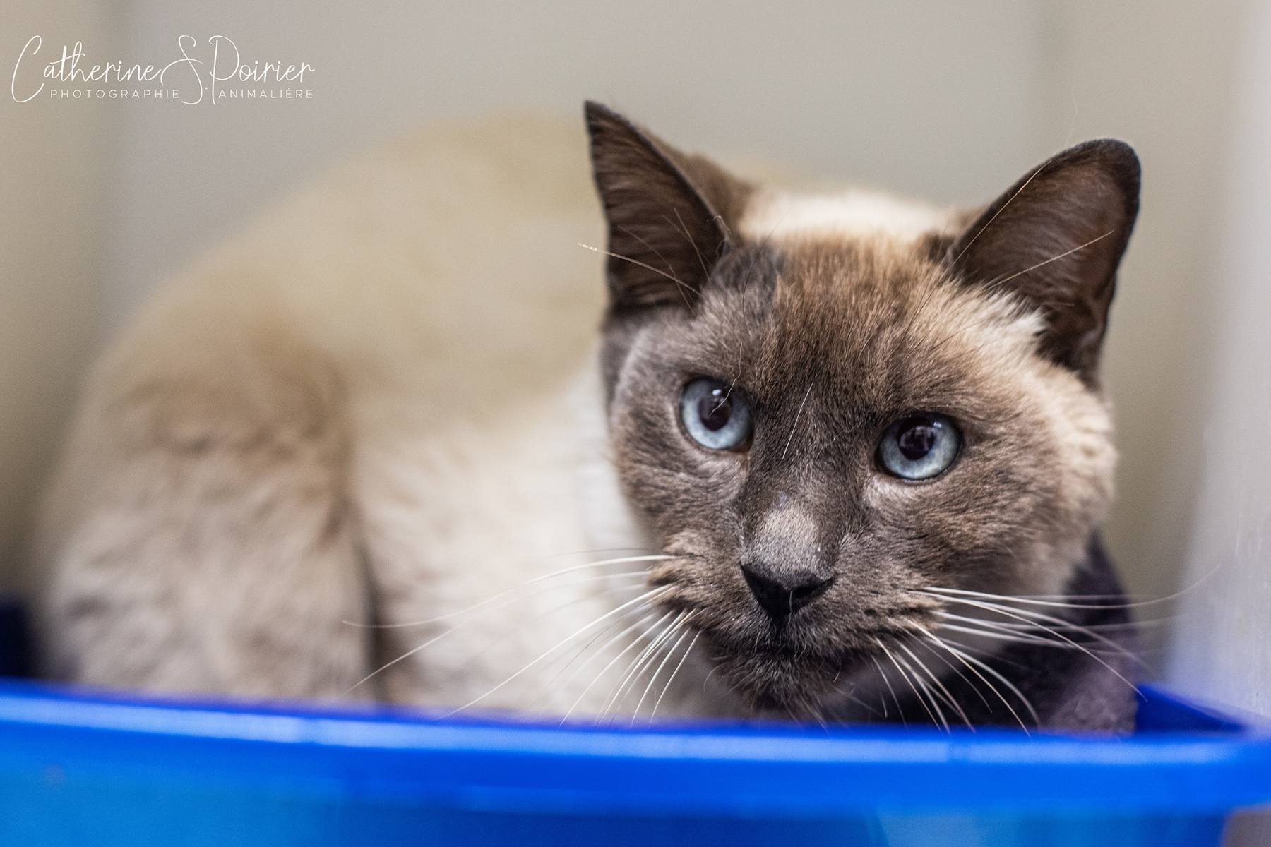 Nigel, la vedette de la semaine