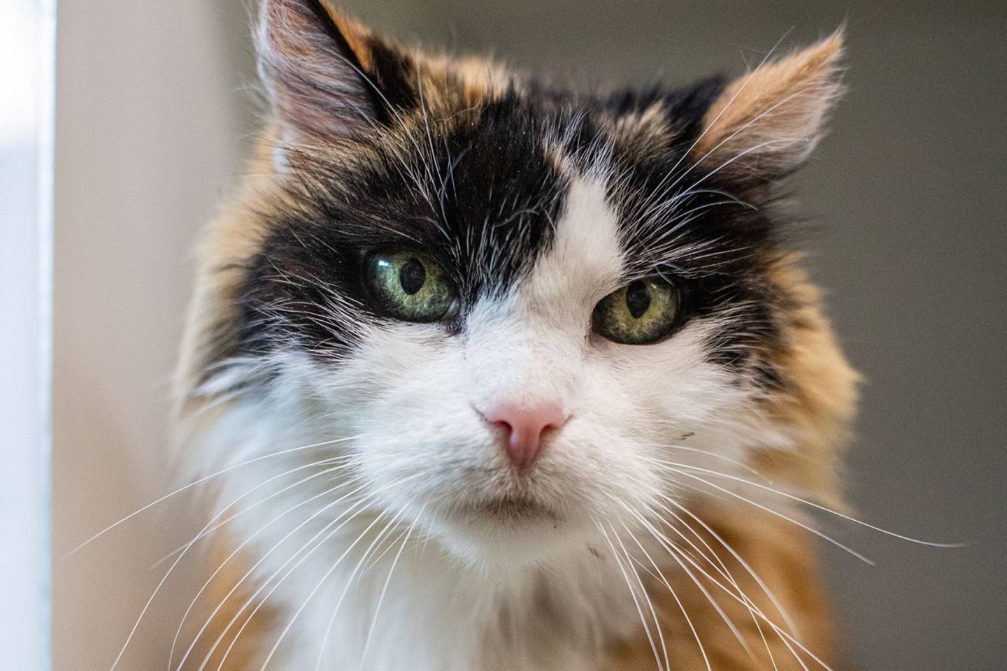 Maeve, la vedette de la semaine