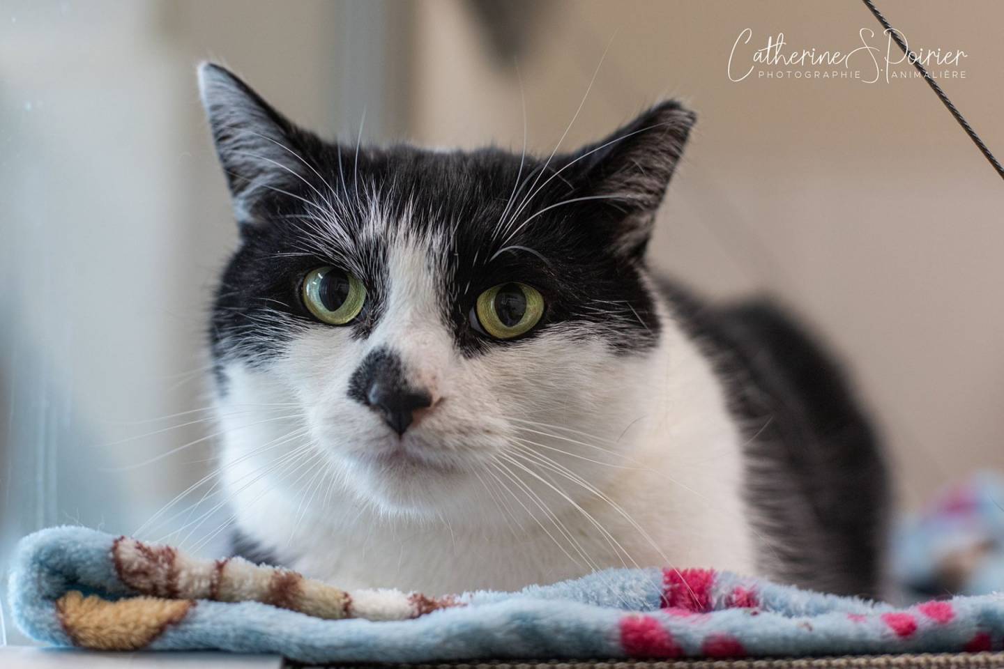 Sureau, la vedette de la semaine