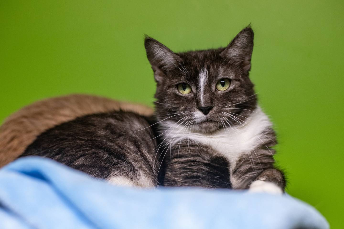 Katy, la vedette de la semaine